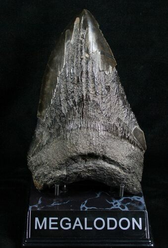 Giant Megalodon Tooth - South Carolina #4635